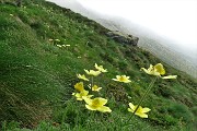 14 Pulsatilla alpina (sulfurea)